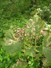 Peteravenia malvifolia