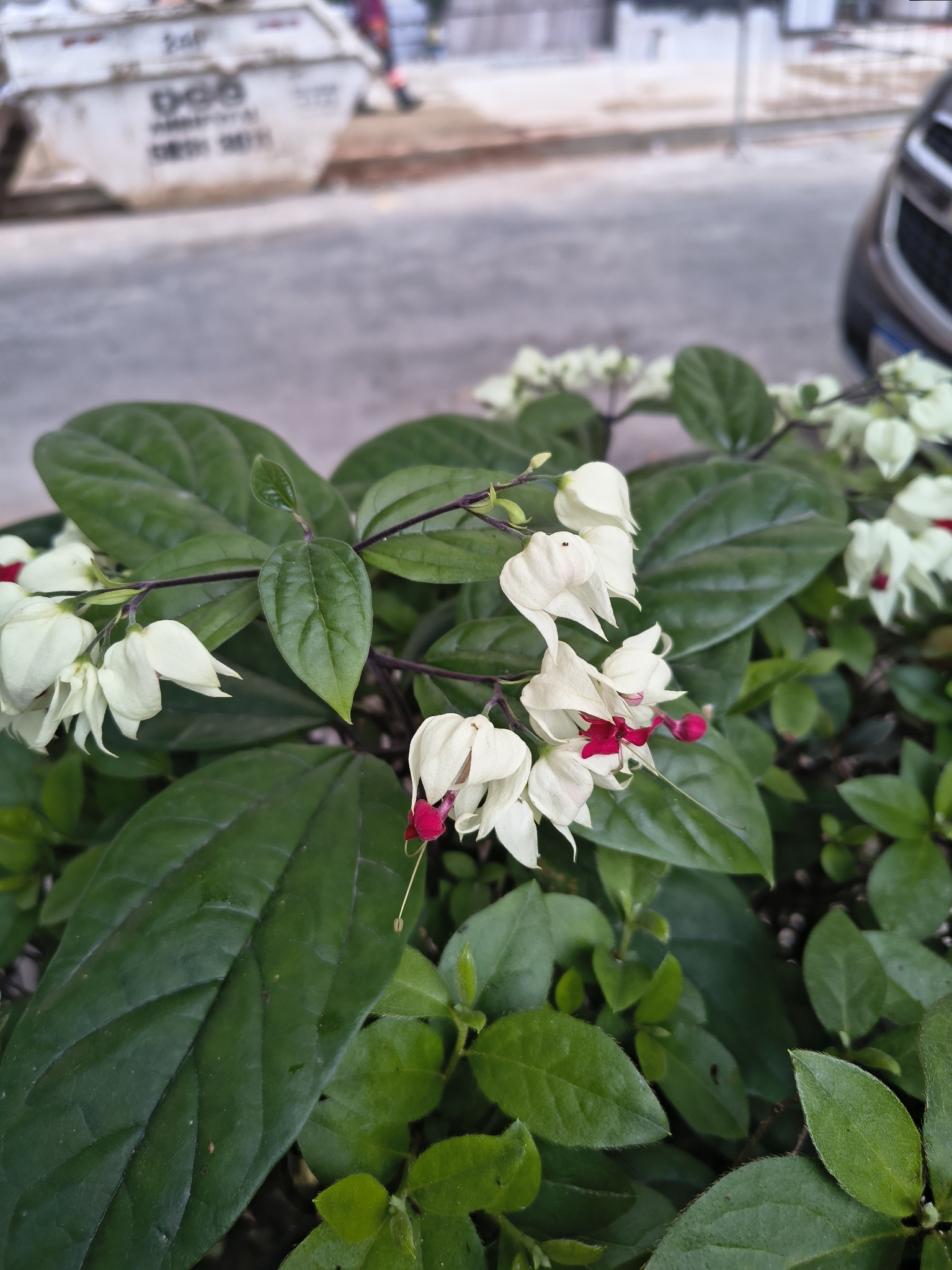 Clerodendrum Thomsoniae (Clerodendrum thomsoniae)