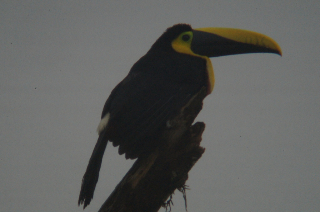 Choco Toucan