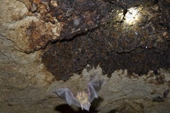 Myotis austroriparius