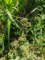 Fuirena umbellata