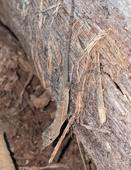 Anolis polylepis