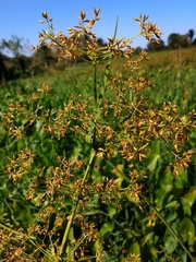 Rhynchospora corymbosa