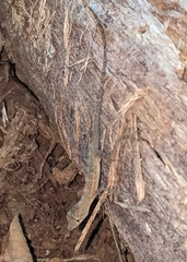 Anolis polylepis