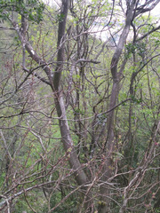 Diospyros texana