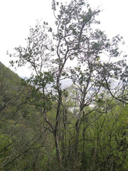Diospyros texana