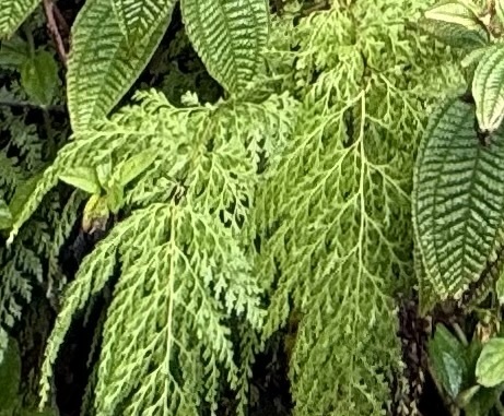Odontosoria chinensis observed 2025-11-02