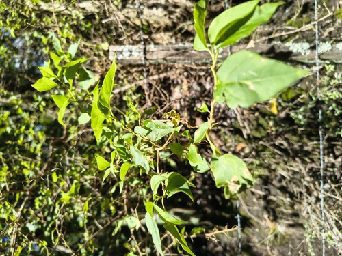 Bougainvillea stipitata, photograph 1