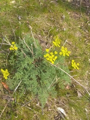 Lomatium papilioniferum