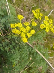 Lomatium papilioniferum