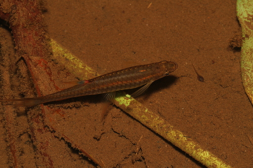 Threadfin pyrrhulina (Pyrrhulina filamentosa) — Lebiasinidae
