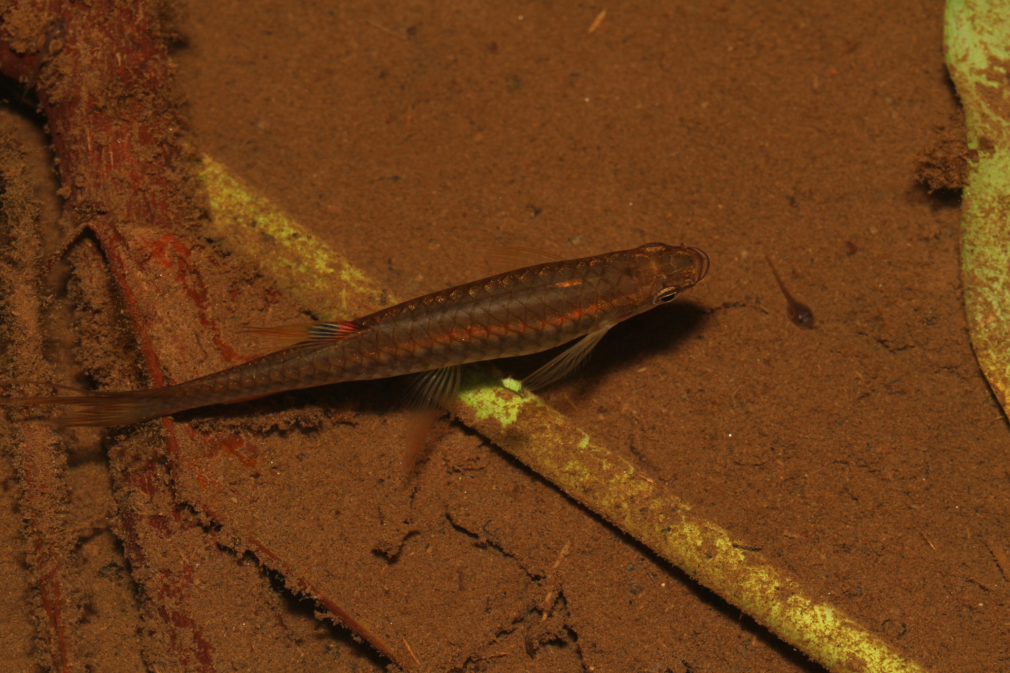 Pencilfish photo 2