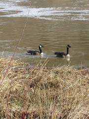 Branta canadensis parvipes