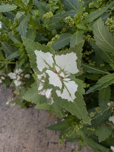 Musk deadnettle (Lamium moschatum)
