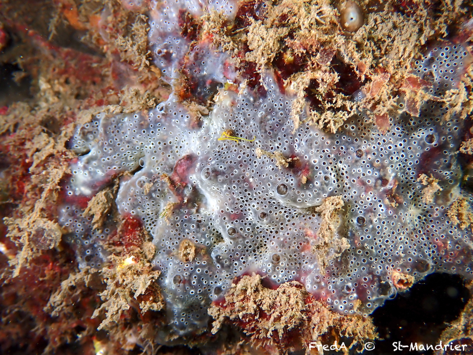 Diplosoma spongiforme (Giard, 1872)