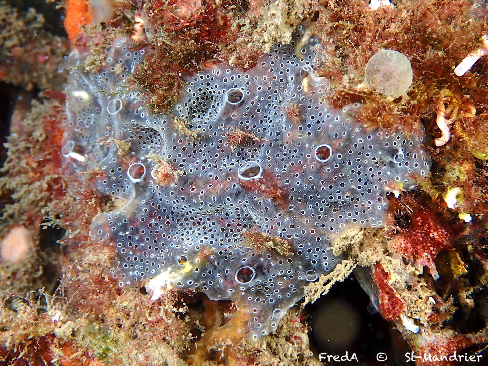 Diplosoma spongiforme (Giard, 1872)