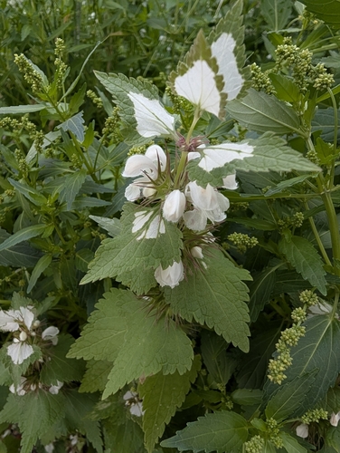 Lamium moschatum, photograph 6