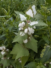 Lamium moschatum, photograph (c) engagenosey, some rights reserved (CC BY)