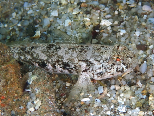 Gobius niger