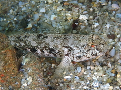 Black Goby photo 2