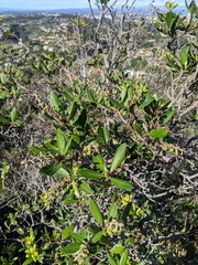 Comarostaphylis diversifolia planifolia