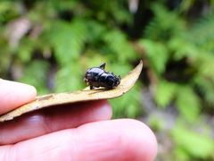 Mecodema spiniferum