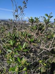 Comarostaphylis diversifolia planifolia