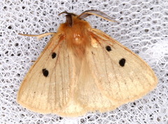 Anthela ocellata