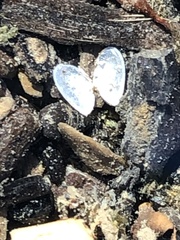 Ameritella agilis