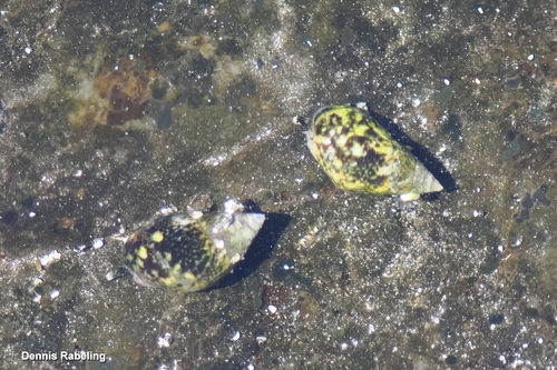 Tritia conspersa
