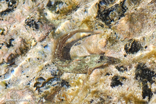 Parablennius parvicornis