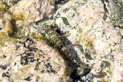 Mauligobius maderensis