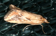 Achyra massalis