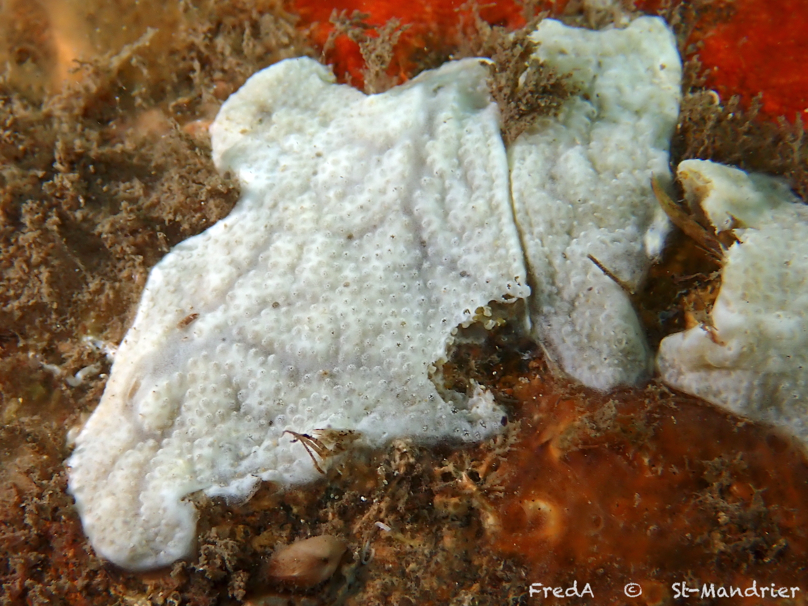 Lissoclinum perforatum (Giard, 1872)