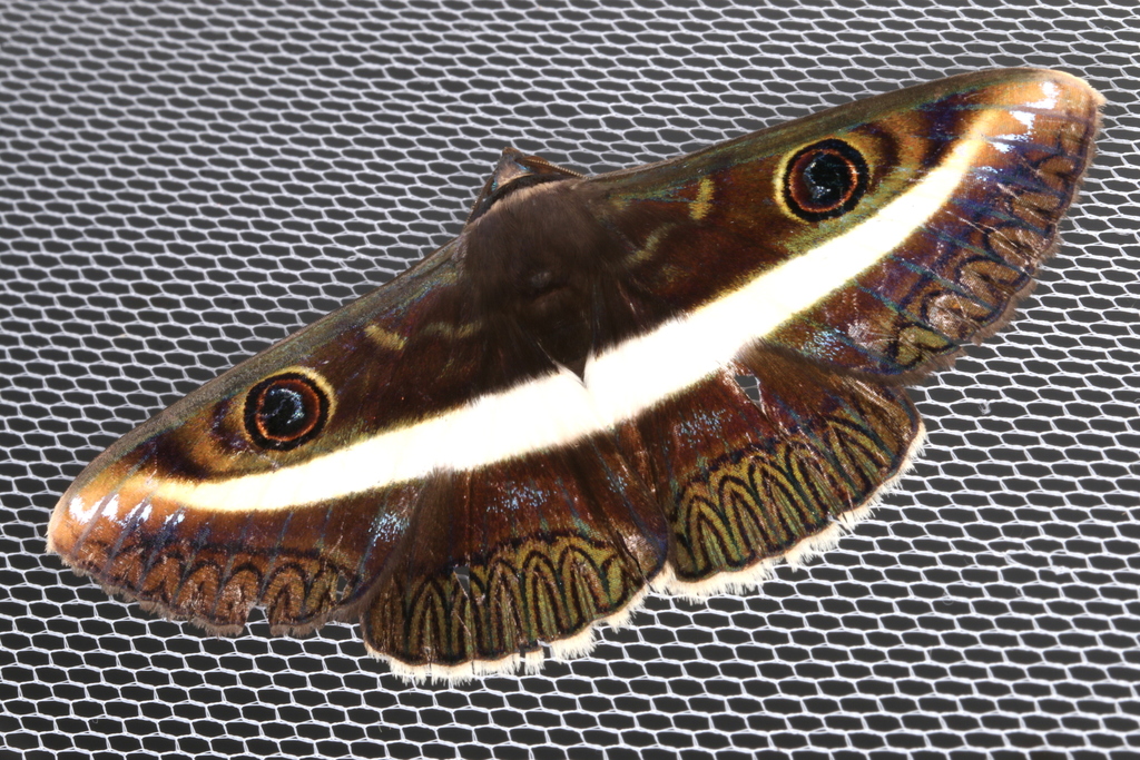 Zigzag White Banded Noctuid
