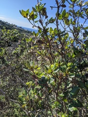 Comarostaphylis diversifolia planifolia