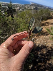Comarostaphylis diversifolia planifolia