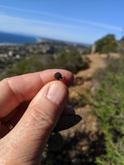 Comarostaphylis diversifolia planifolia