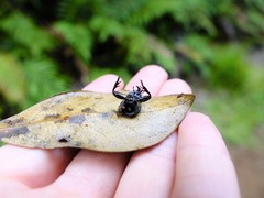 Mecodema spiniferum