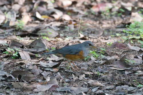 Grey-backed Thrush (Turdus hortulorum), photo 6