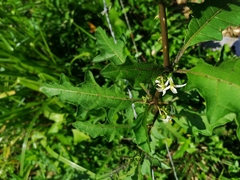 Solanum volubile