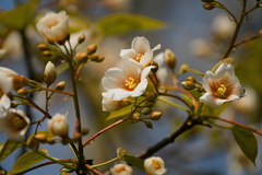 Vernicia fordii, photograph (c) Jiao Sun (孙娇), some rights reserved (CC BY)