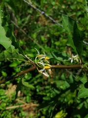 Solanum volubile