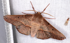 Antictenia punctunculus