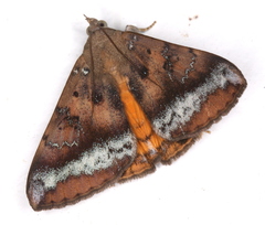 Oxyodes tricolor