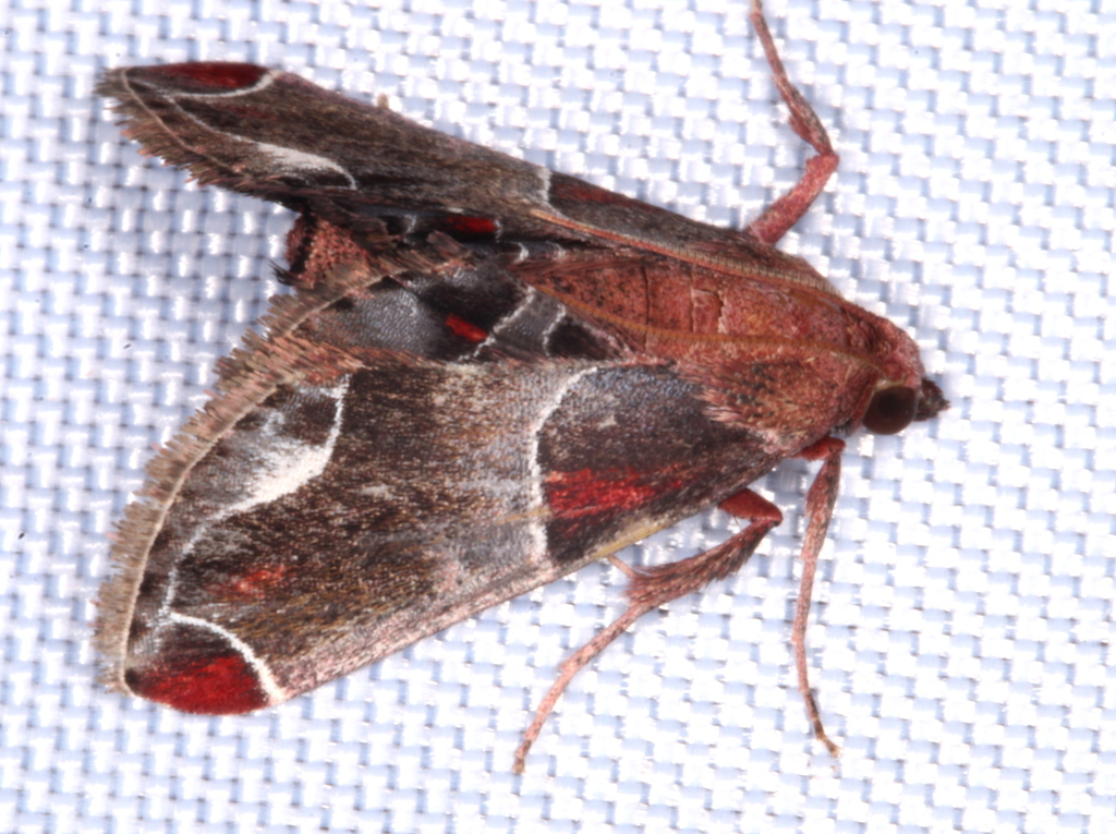 Amphiderita