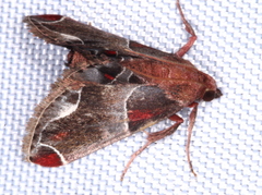 Amphiderita pyrospila