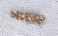Otonoma anemois