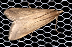 Scirpophaga nivella