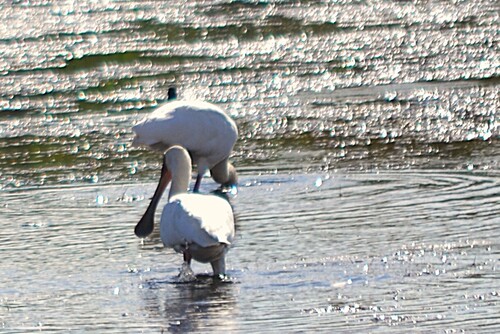 iNaturalist: (c) Ferdi Schenck, some rights reserved (CC BY-NC), uploaded by Ferdi Schenck iNaturalist image